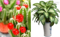 Trồng cây theo 12 con giáp, vừa đẹp nhà mà tiền cũng vô tới tấp