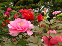 6 loại cây phong thủy nếu trồng trong nhà sẽ giúp gia chủ giàu lên trông thấy