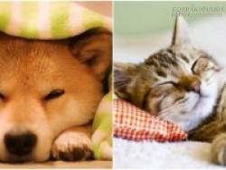 Mơ thấy chó có sang, mơ thấy mèo có khó?