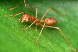 Ý nghĩa giấc mơ thấy tổ kiến