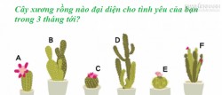Cây xương rồng xem tình duyên của bạn 3 tháng tới