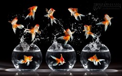 Nắm bắt số lượng cá cảnh cải thiện tài vận gia chủ