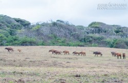 Kỳ bí, hoang sơ như Loango