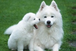 Điềm báo hên xui, lành gở như thế nào nếu loài vật này vào nhà?