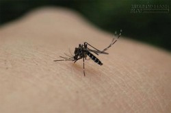 Mách bạn mẹo để muỗi tránh xa cả gia đình