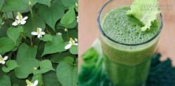 Giảm cân sau sinh ầm ầm mà không mất sữa, chỉ với loại rau này