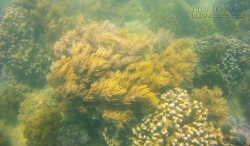 Ngỡ ngàng ngắm rạn san hô tuyệt đẹp ở đảo Hòn Mun