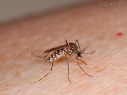 Vì sao sốt xuất huyết nguy hiểm hơn cả zika?