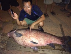 Bắt được cá trắm siêu khủng nặng 61kg ở Thái Nguyên