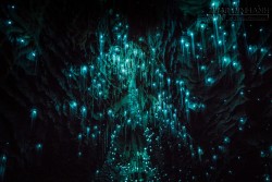 Lạc giữa hang động đom đóm kỳ ảo ở New Zealand