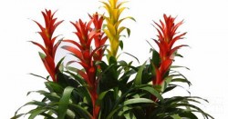 Tuổi nào phải trồng đúng cây nấy thì tài vận vào nhà ôm không xuể tay