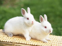Đầu năm, cẩn thận kẻo tai họa ập đến nếu bỗng có những con vật này đến nhà
