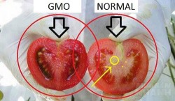 Cách phân biệt cà chua thường và cà chua biến đổi gen, biết không thừa đâu