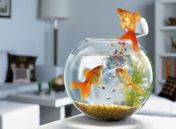 Những bảo bối mang lại may mắn cho 12 con giáp trong năm Đinh Dậu