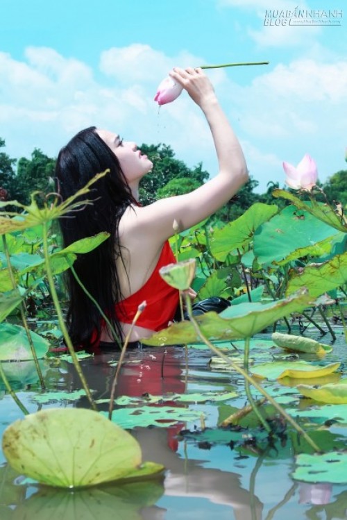 Hot girl Hà thành bên đầm sen