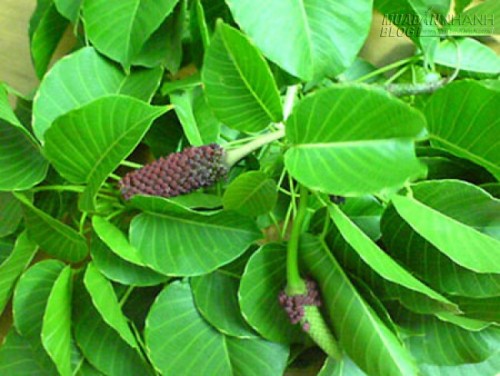 Những loại c&acirc;y trồng trong nh&agrave; nguy hại nếu trẻ nhỏ lỡ ăn phải - 2