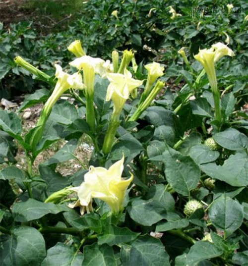 Những loại c&acirc;y trồng trong nh&agrave; nguy hại nếu trẻ nhỏ lỡ ăn phải - 4