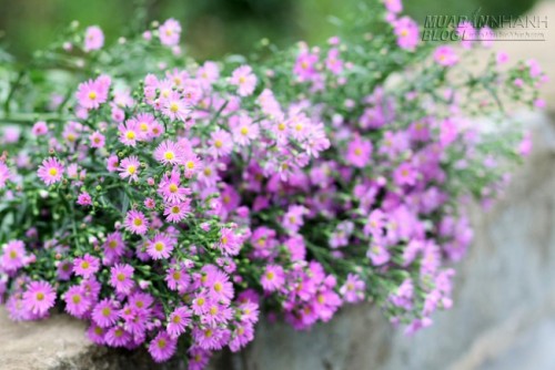 Những loại c&acirc;y trồng trong nh&agrave; nguy hại nếu trẻ nhỏ lỡ ăn phải - 5