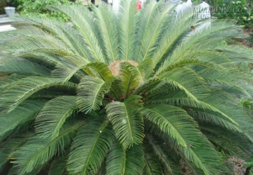 Những loại c&acirc;y trồng trong nh&agrave; nguy hại nếu trẻ nhỏ lỡ ăn phải - 8