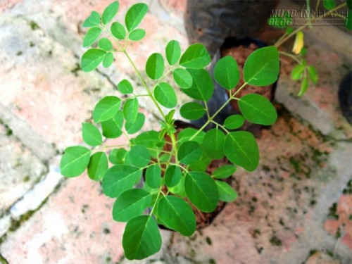 Trồng chùm ngây 