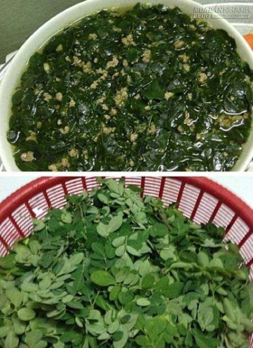 Trồng chùm ngây 