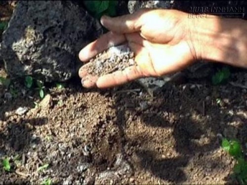 Bón phân bằng bã thuốc bắc