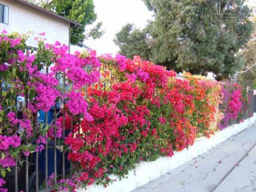 Để c&acirc;y ra hoa quanh năm v&agrave; mọc theo &yacute; muốn, người trồng n&ecirc;n tu&acirc;n thủ một số kỹ thuật trồng c&acirc;y cơ bản