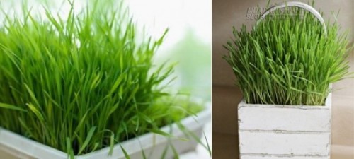 Muỗi e ngại tr&aacute;nh xa c&acirc;y gia vị trong nh&agrave;
