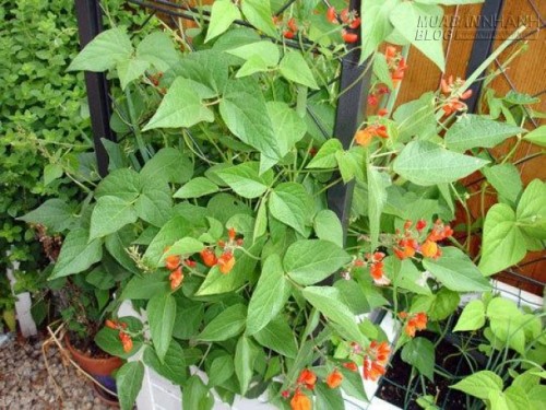 Không gian vườn trong nhà