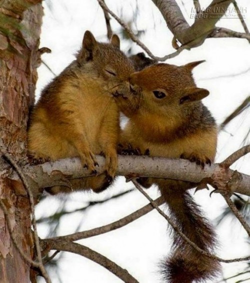 Những nụ hôn nóng bỏng trong thế giới động vật