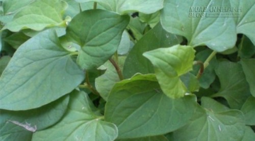 Trẻ bị ho : Mẹo d&acirc;n gian gi&uacute;p trị ho dứt điểm