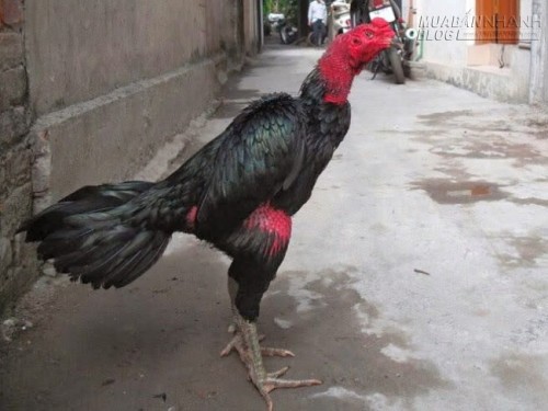 C&aacute;ch chọn g&agrave; chọi đ&aacute; hay của những người s&agrave;nh  