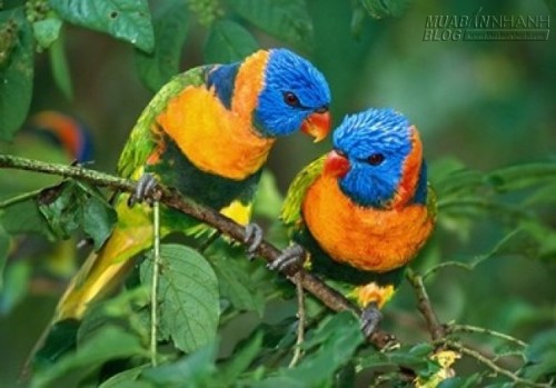 C&aacute;ch chọn mua chim cảnh 