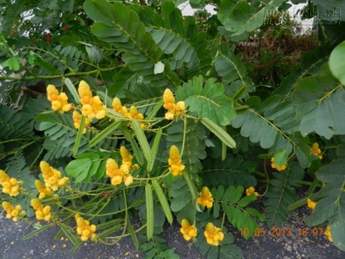 Giảm đau khi vi&ecirc;m họng với c&acirc;y muồng tr&acirc;u