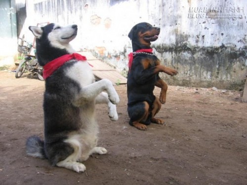 B&iacute; quyết để huấn luyện ch&oacute; th&agrave;nh c&ocirc;ng