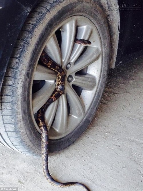 Nước ngập tr&agrave;n v&agrave;o nh&agrave;, k&eacute;o theo hơn 1.000 con rắn