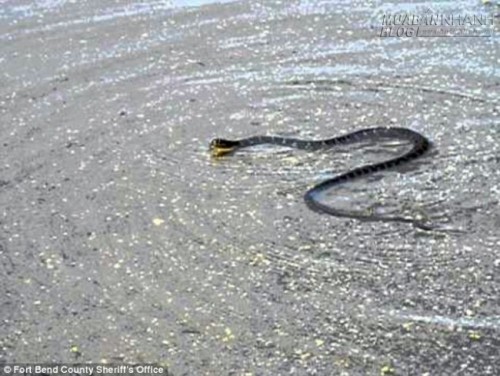 Nước ngập tr&agrave;n v&agrave;o nh&agrave;, k&eacute;o theo hơn 1.000 con rắn