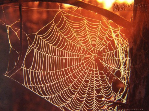 KH&Oacute;C CHO NGƯỜI Y&Ecirc;U THƯƠNG