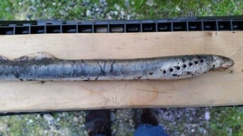 Hốt hoảng khi thấy lo&agrave;i c&aacute; ma c&agrave; rồng từ tr&ecirc;n trời rơi xuống