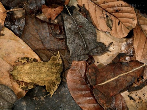 Sửng sốt trước loài cóc, ếch, nhái dị nhất hành tinh
