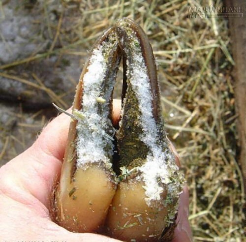 Ngỡ ngàng trước khả năng leo núi thành thần của loài dê