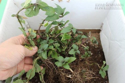 Cách trồng rau thơm ăn ngay tại bàn