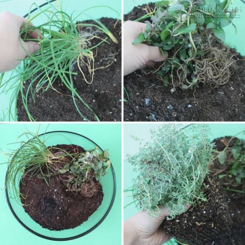 Cách trồng rau thơm ăn ngay tại bàn