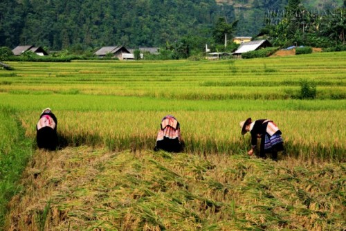 Các điểm du lịch ở Lào Cai