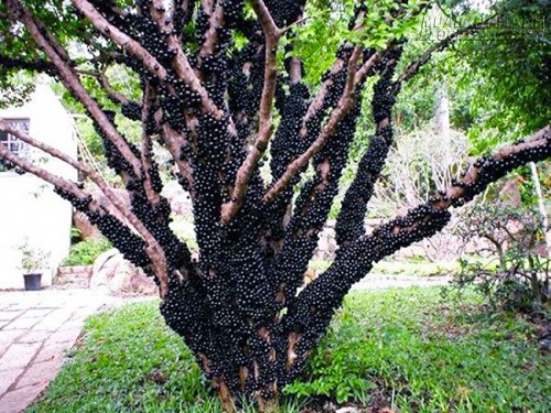Cận cảnh cây nho ghẻ có quả mọc chi chít trên thân