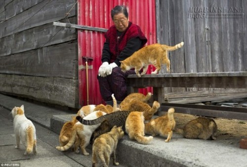 Kỳ lạ xứ sở dân số ít hơn.... mèo
