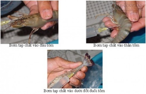 Phú Yên: Phát hiện cơ sở bơm bột rau câu vào tôm kiếm lời