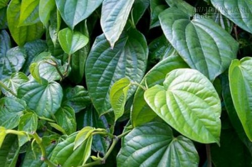 Tôi đã chiến thắng bệnh Gout chỉ bằng lá trầu và nước dừa