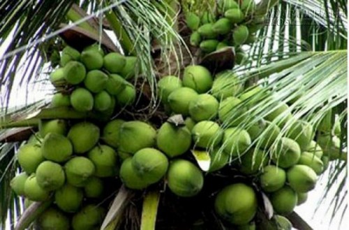 Tôi đã chiến thắng bệnh Gout chỉ bằng lá trầu và nước dừa