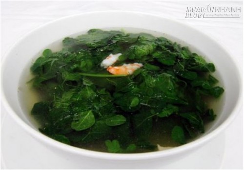 Cây chùm ngây – vì sao được xem như thần dược?